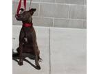 Adopt Azure a Jack Russell Terrier, American Staffordshire Terrier