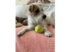 Adopt Sophie a Jack Russell Terrier