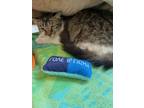 Adopt Sister Soup a Domestic Medium Hair, Domestic Short Hair