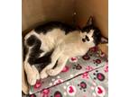 Adopt Moo Moo a Domestic Short Hair