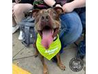 Adopt Aurelia a Catahoula Leopard Dog