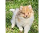 Pomeranian Puppy for sale in Perry, MI, USA