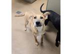 Adopt Maybelle a Labrador Retriever, Mixed Breed