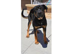 Adopt Ophelia a Rottweiler, Shepherd