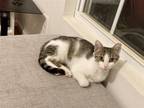 Adopt Misu a American Shorthair