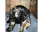 Shih Tzu Puppy for sale in Aiken, SC, USA