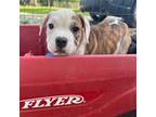 Olde English Bulldogge Puppy for sale in Bay Minette, AL, USA