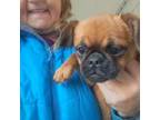 Brussels Griffon Puppy for sale in Henderson, NC, USA