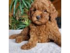 Mutt Puppy for sale in Lowell, MA, USA