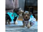 Yorkshire Terrier Puppy for sale in Lowell, MA, USA