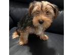 Yorkshire Terrier Puppy for sale in Lowell, MA, USA