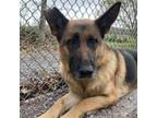 Adopt Samantha a German Shepherd Dog