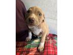 Adopt Marshall a Pit Bull Terrier, Mixed Breed