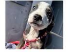 Adopt Rubble a Pit Bull Terrier, Mixed Breed