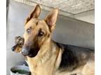 Adopt GOOSE a German Shepherd Dog