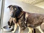 Adopt CAYMAN a German Shepherd Dog, Mixed Breed