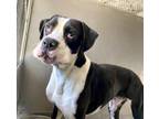 Adopt BRADY a Boxer, Mixed Breed