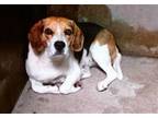 Adopt RESCUE PARTNER ONLY; FINN a Beagle, Mixed Breed