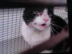 Adopt MYRTLE a Domestic Short Hair