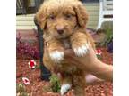 Aussiedoodle Puppy for sale in Winter Haven, FL, USA
