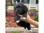 Aussiedoodle Puppy for sale in Winter Haven, FL, USA