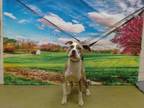 Adopt A533675 a Pit Bull Terrier