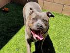 Adopt A533657 a Pit Bull Terrier, Mixed Breed