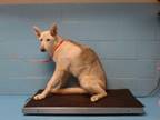 Adopt A533683 a German Shepherd Dog, Mixed Breed