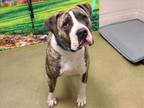 Adopt A533658 a Pit Bull Terrier