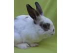 Adopt BILL BAILEY a Hotot