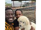 Great Pyrenees Puppy for sale in Cedar Hill, TX, USA