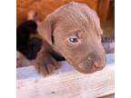 Labrador Retriever Puppy for sale in Wikieup, AZ, USA
