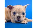 French Bulldog Puppy for sale in Dayton, OH, USA