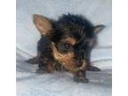 Yorkshire Terrier Puppy for sale in Buffalo, MO, USA