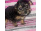 Yorkshire Terrier Puppy for sale in Buffalo, MO, USA