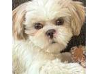 Shih Tzu Puppy for sale in Conyers, GA, USA