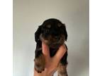 Dachshund Puppy for sale in Steamboat Springs, CO, USA