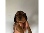 Dachshund Puppy for sale in Steamboat Springs, CO, USA