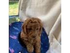 Goldendoodle Puppy for sale in Mcpherson, KS, USA