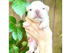 French Bulldog Puppy for sale in Palm Beach Gardens, FL, USA