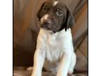 German Shorthaired Pointer Puppy for sale in Grand Rapids, MN, USA