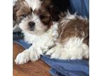 Shih Tzu Puppy for sale in Marietta, OH, USA