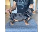 Dachshund Puppy for sale in Lake In The Hills, IL, USA