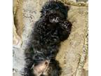 Maltese Puppy for sale in Tustin, CA, USA