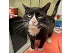 Adopt Ezra a Domestic Short Hair