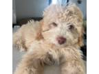 Maltese Puppy for sale in Tustin, CA, USA