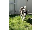 Adopt DIPPER a Border Collie