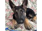 German Shepherd Dog Puppy for sale in Leominster, MA, USA