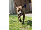 Adopt GONZO a Pit Bull Terrier