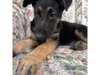 German Shepherd Dog Puppy for sale in Leominster, MA, USA